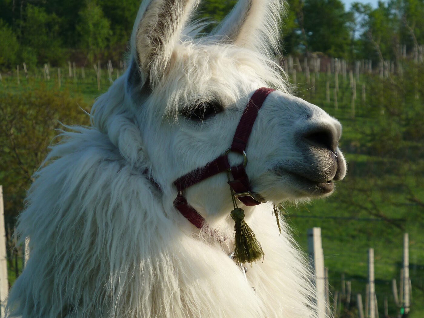 Bioresonantietherapie voor dieren: Een lama ontvangt een behandeling. Ontspannen en rustig tijdens de sessie op de weide.