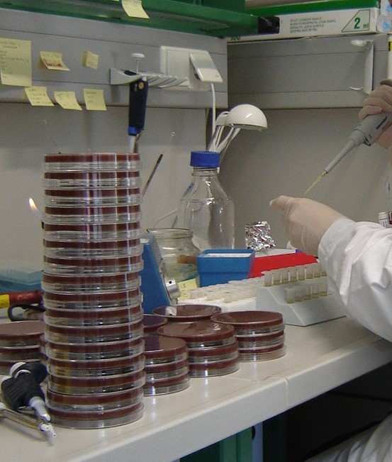 Insights into Animal Microbiology: Shedding Light on Microbial Life