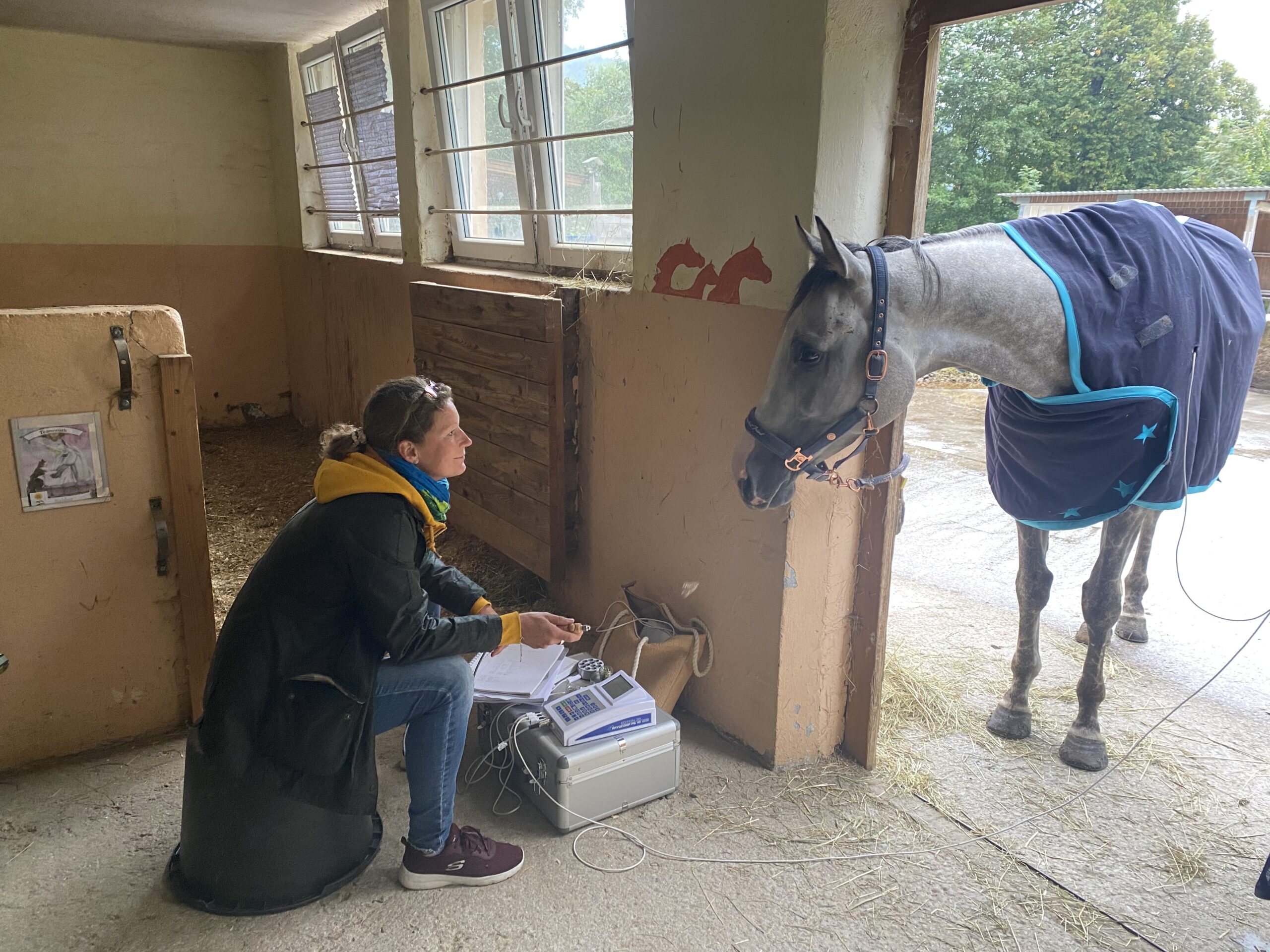 Behandeling van paarden met bioresonantie: Stressvrije therapie in de stal. Ontspannen en comfortabel. Ontdek de voordelen voor diverse aandoeningen en verbeter prestaties.